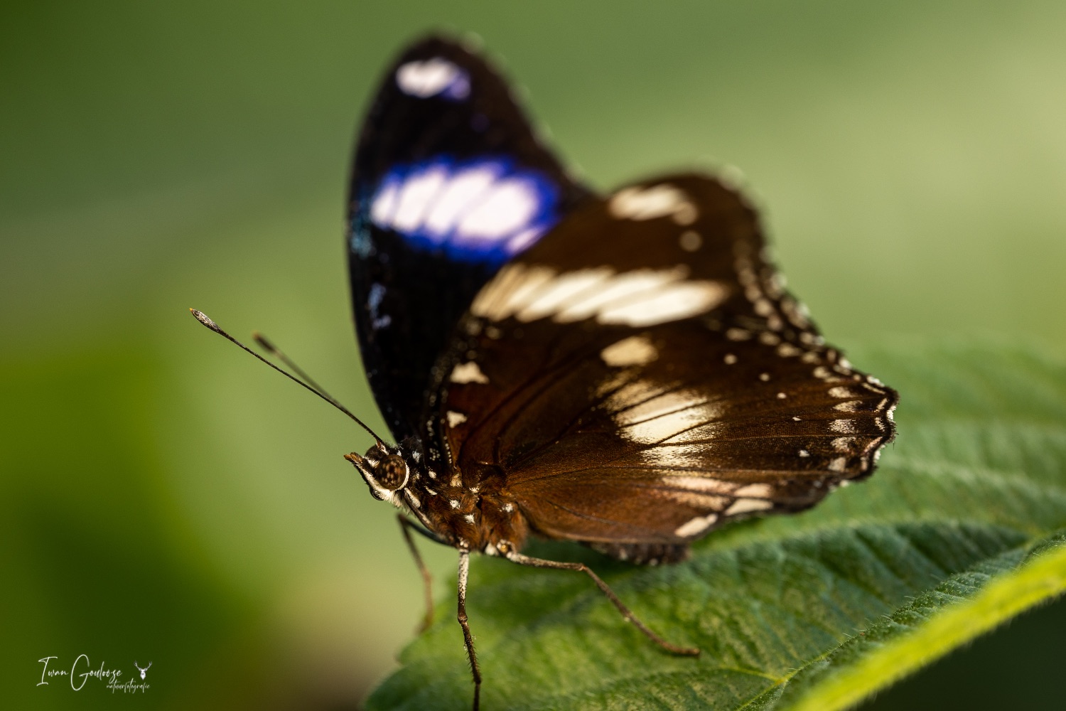  R2A2989 28 mei 2023 1431 52